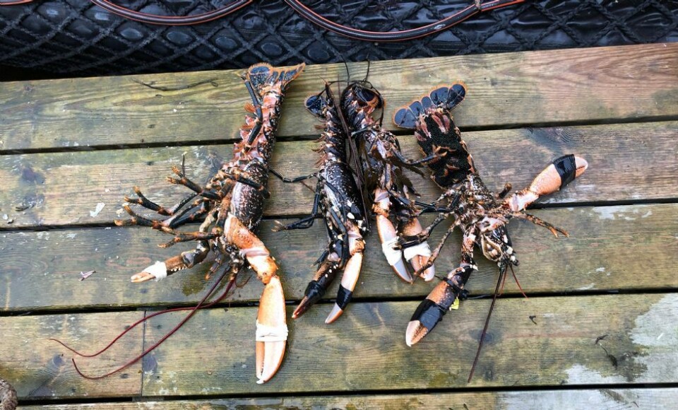 Hummerfisket: 19 hummer ulovlig oppbevart