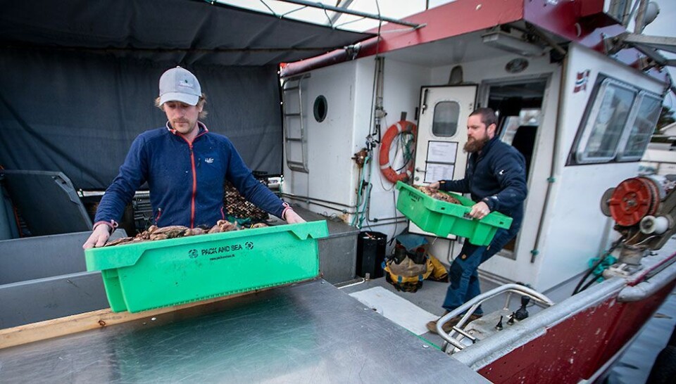 Landet nær 300 kilo danskekrabber