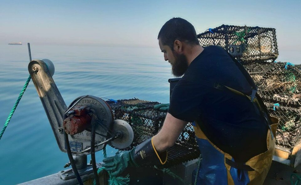Landet nær 300 kilo danskekrabber