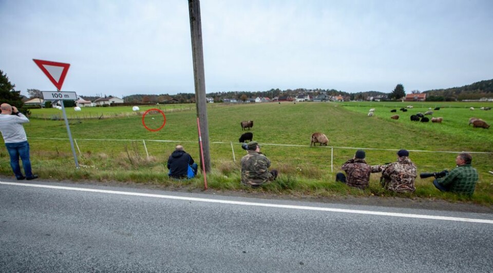 - Hvor lenge er det spennende å se på en og samme fugl