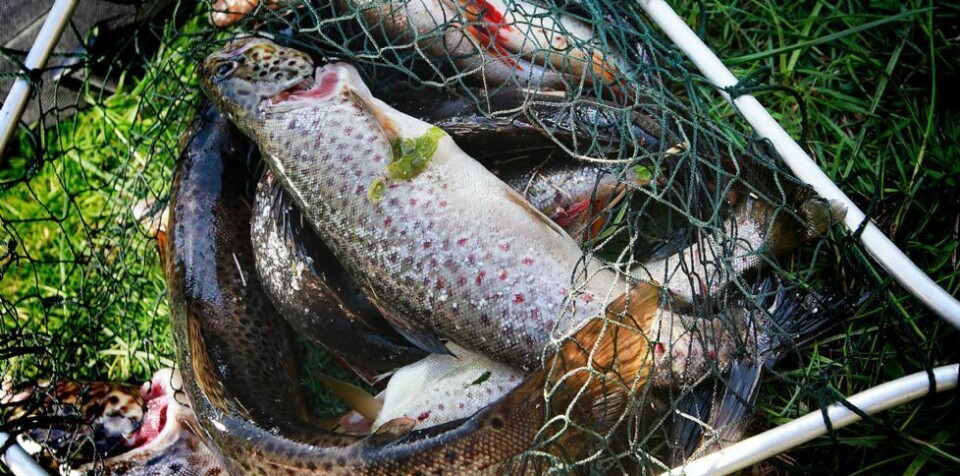 Bli med på fiskekonkurranse torsdag