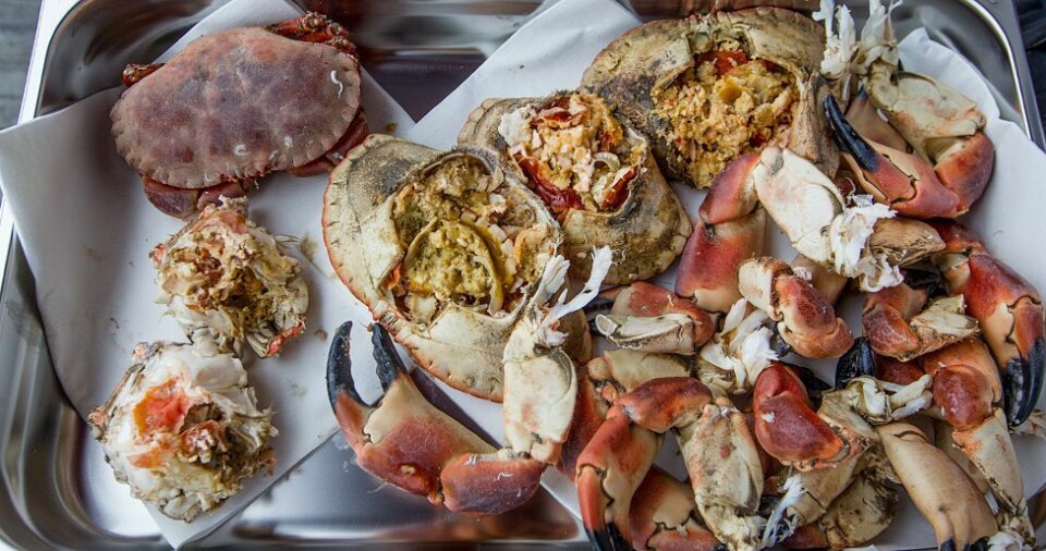 Liker ikke krabber, likte de danske