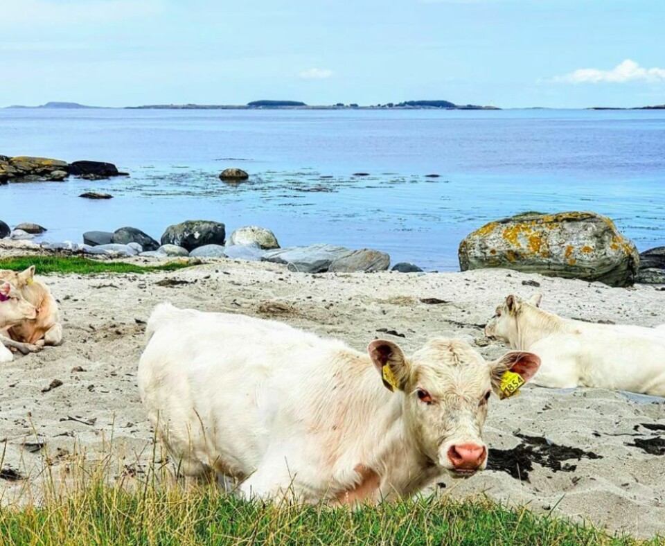 Nye sommerbilder fra N247s lesere