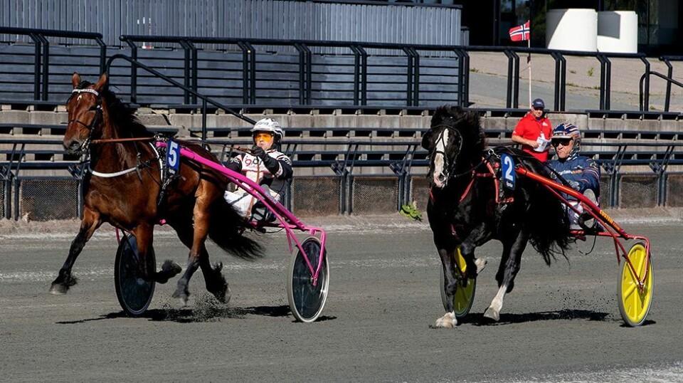Dronning i rosa