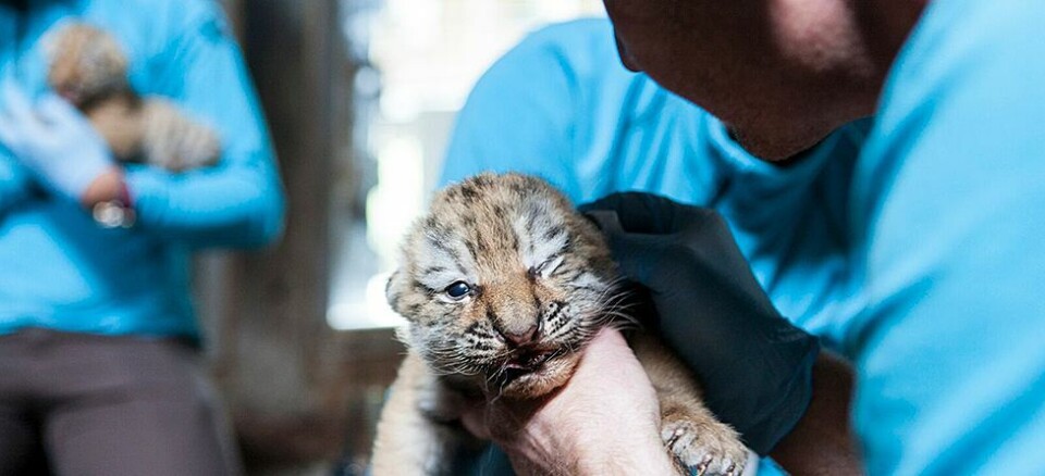 Tigerungenes første legesjekk