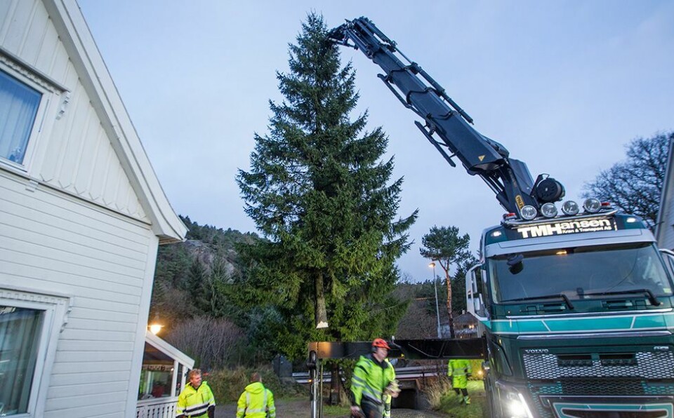 Julegrana på plass på torvet