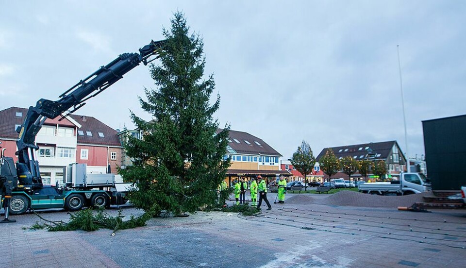 Julegrana på plass på torvet