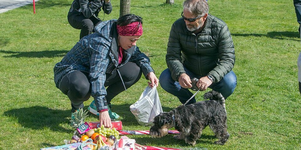 Hund samlet i sentrum