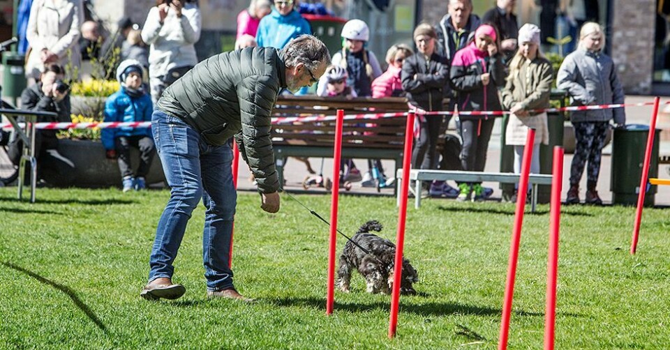 Hund samlet i sentrum
