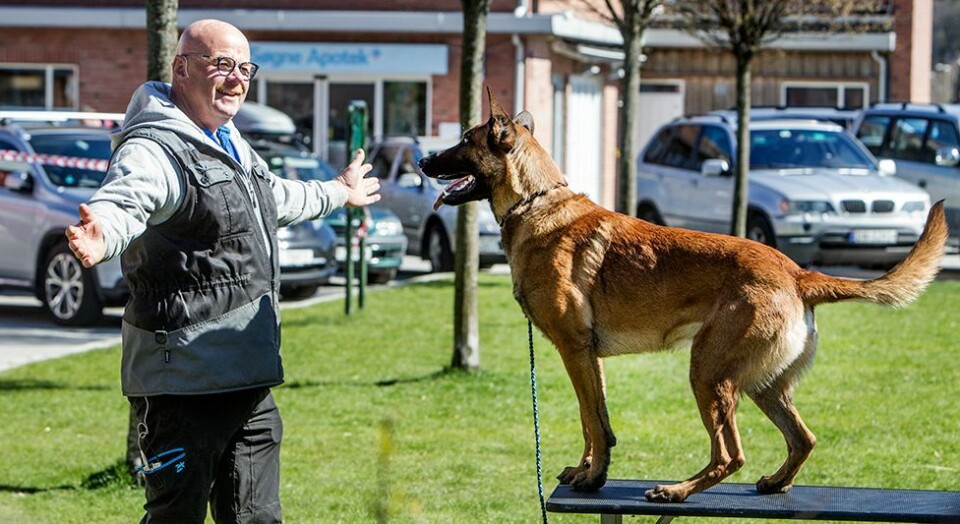 Hund samlet i sentrum