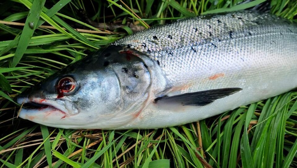 Ønsker tips om rømt oppdrettslaks i Agder og Rogaland