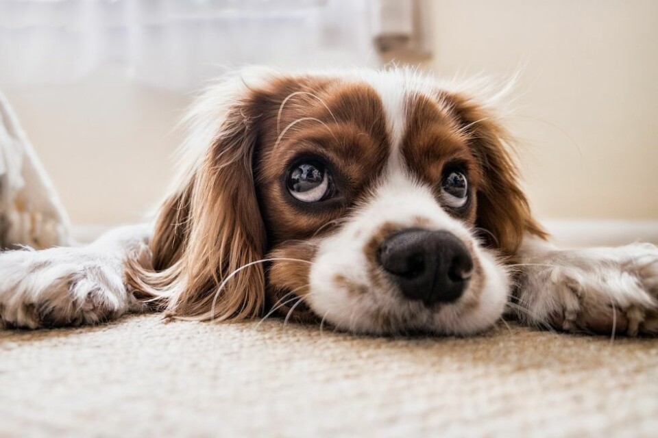 Ett tilfelle av hundesykdommen er registret i Vest-Agder