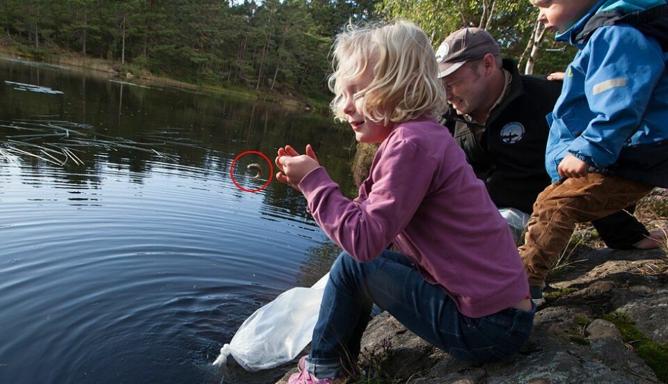 Tusen ørret sluppet i Kjellandsvannet