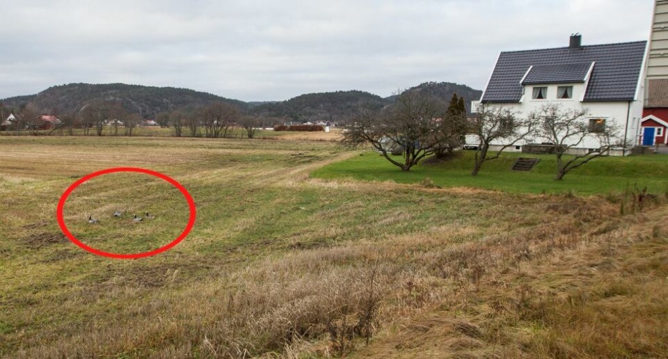 Hvitkinngjess i Søgne