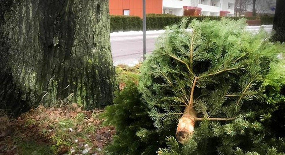 Spar på juletreet - i alle fall frem til lørdag 7. januar