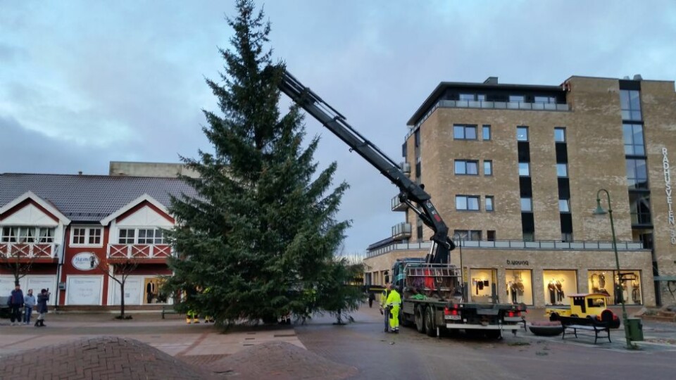 Julegrana på plass