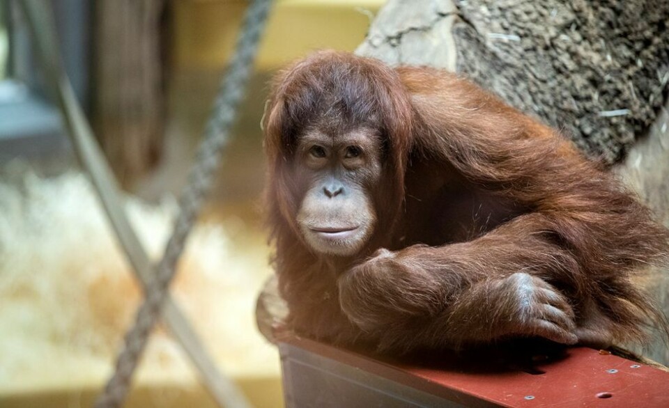 Sumatraorangutangen Mimpi (10) kommer fra Zoo Zürich i Sveits.