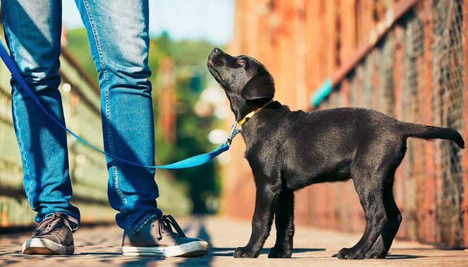 Fra 1. april er det båndtvang for hund i alle kommuner i Norge.