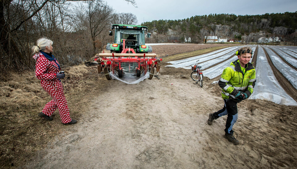 Bodil, Marius (i traktoren) og Eirik Try med flere, var lørdag i gang på jordene på Stauslandstunet i Søgne.