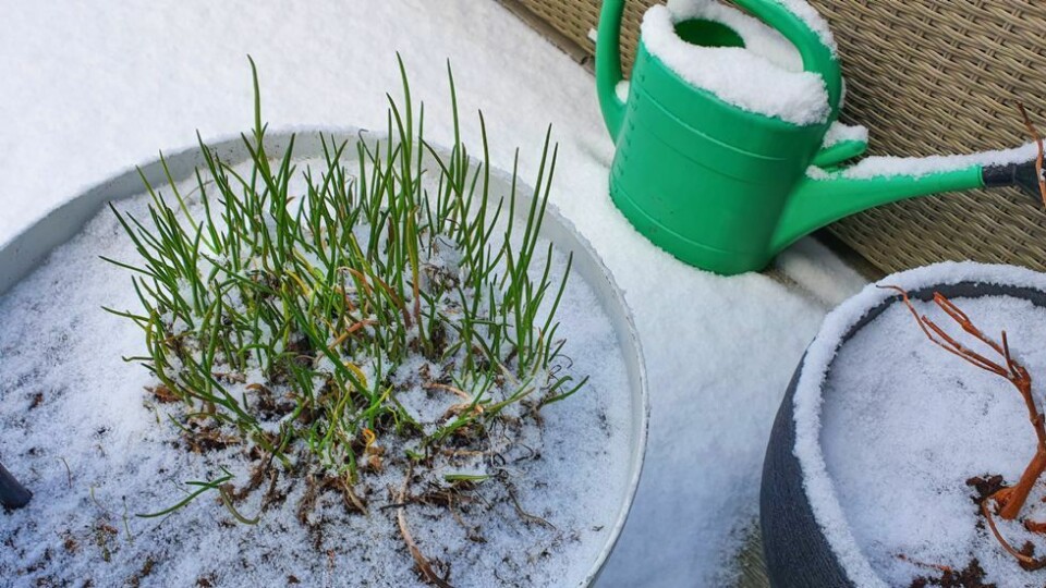 - Kanskje lurt å vente med planting av vårens blomster