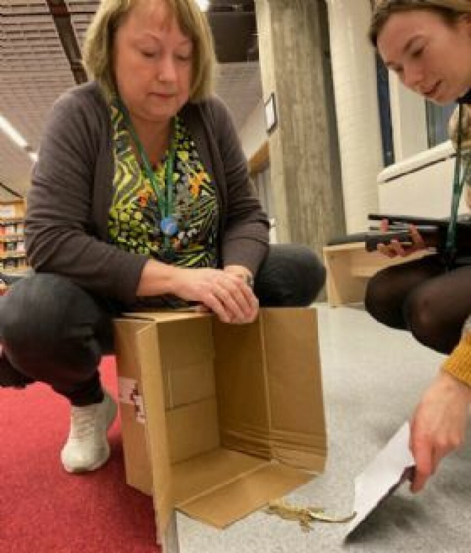 Dukket opp på biblioteket i Kristiansand, er nå i Søgne