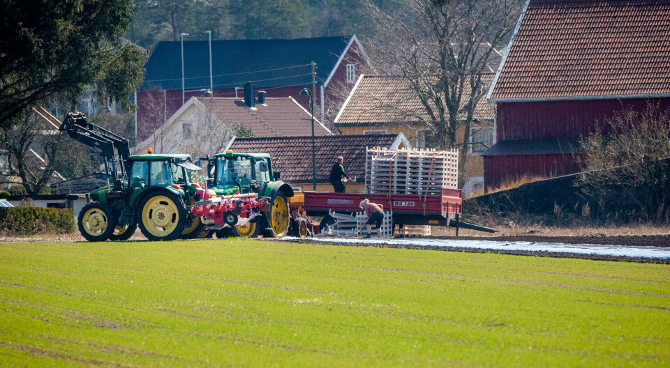 Garantert vår når settepotetene går i jorda på Tangvalljordene i Søgne.