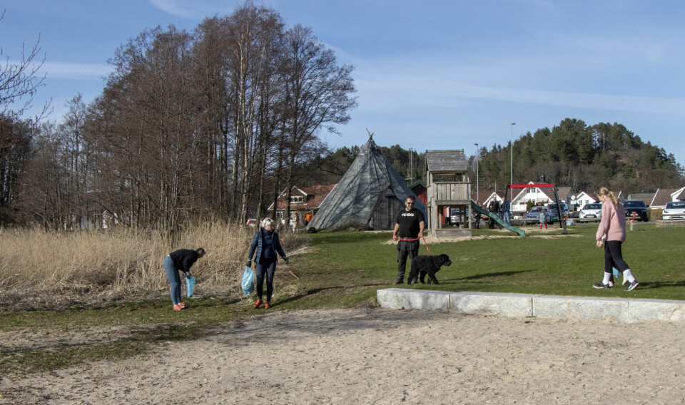 Elever og foreldre fra syvende trinn ved Langenes skole rydder på Vaglen på oppdrag fra Dugnad Sør.