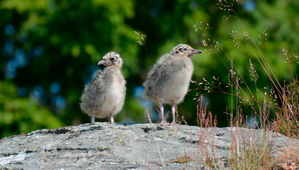Statsforvalteren i Agder minner om forbudet mot ferdsel i sjøfuglreservatene fra 15. april.