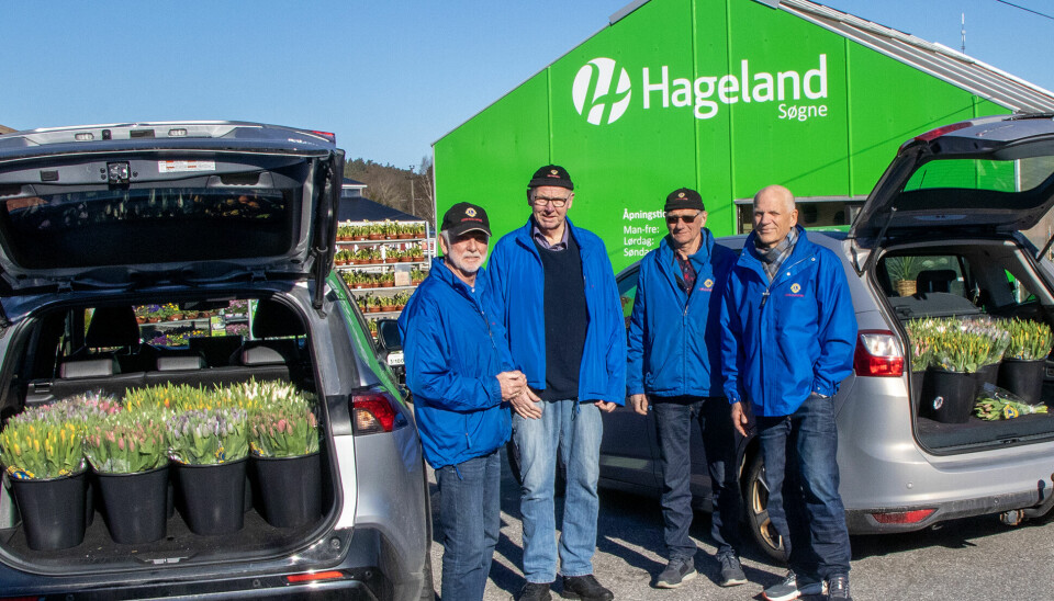 Kai Tobiassen, Ole Repstad, Jan Fredrik Knutsen og Øyvind Westly har fylt opp bagasjerommene med 8.420 tulipaner fra Hageland Søgne torsdag morgen.