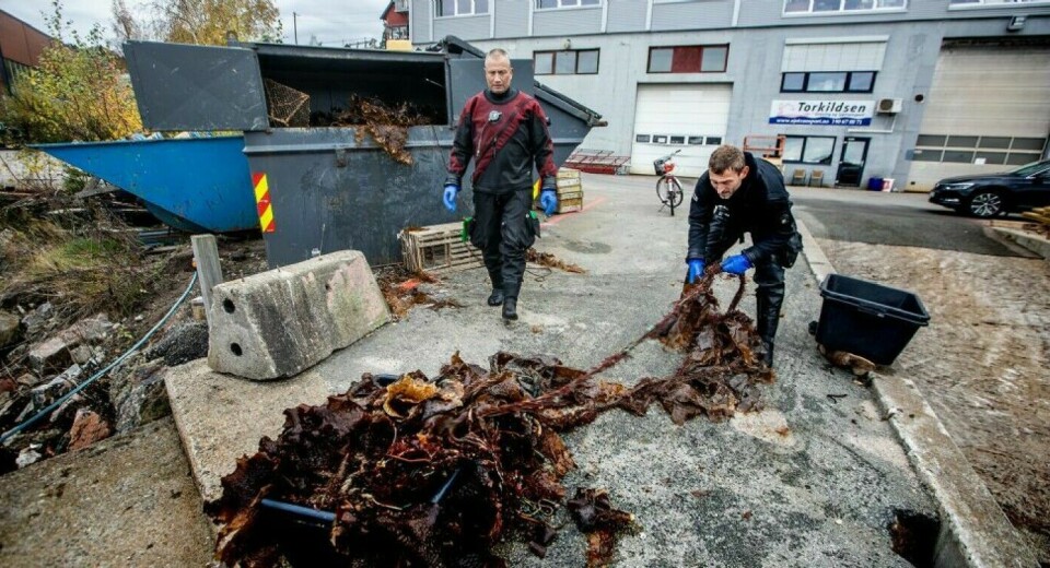 Det er ikke bare teiner som kommer opp etter at dykkere fra Søgne dykkerklubb har vært i vannet. Her kaster Jan Kristoffersen og Karl Klungland et garn som ble funnet ved Bøddelen under et ryddedykk.
