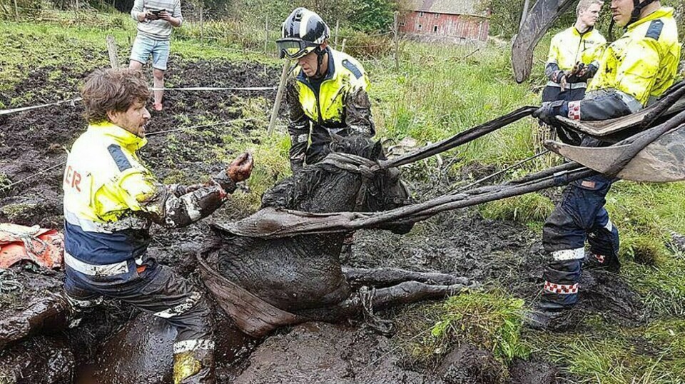Stig Drange (t.v.) var nesten 25 år i KBR Søgne og Songdalen. I den tiden ble mange hester reddet ut av gjørmehull. Her fra 2017 da Megårds Rasken satt fast på Tråne i Vestbygda.