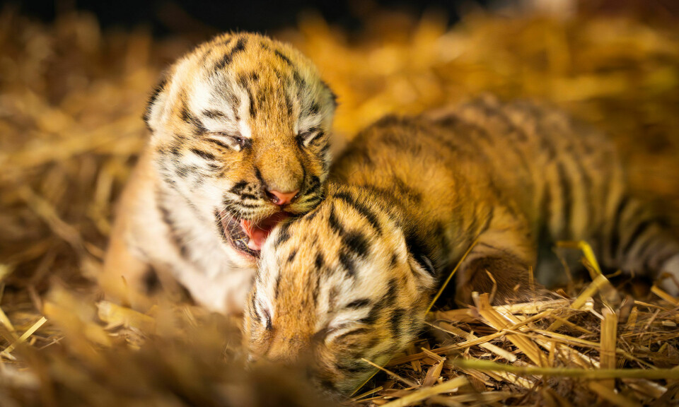 De nyfødte tigerungene i Dyreparken åpner i disse dagene øynene.