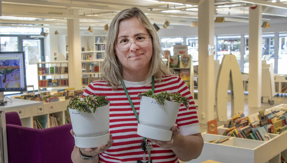 – Bytte av stiklinger er et av tilbudene her på Tangvall bibliotek under «Miljøuka», sier bibliotekar Margrete Loland.