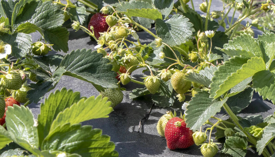 Modne bær og masse umodne kart lover godt for jordbærsesongen de kommende uker.