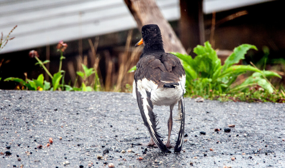 Tjelden i båthavna på Oftenes ser litt pjuskete ut, men skal ikke være skadet.