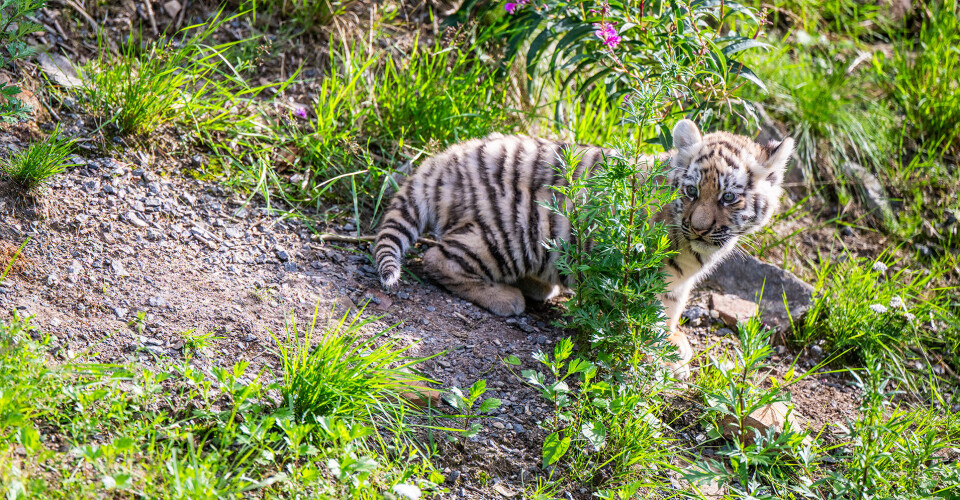Tigerungene ute for første gang