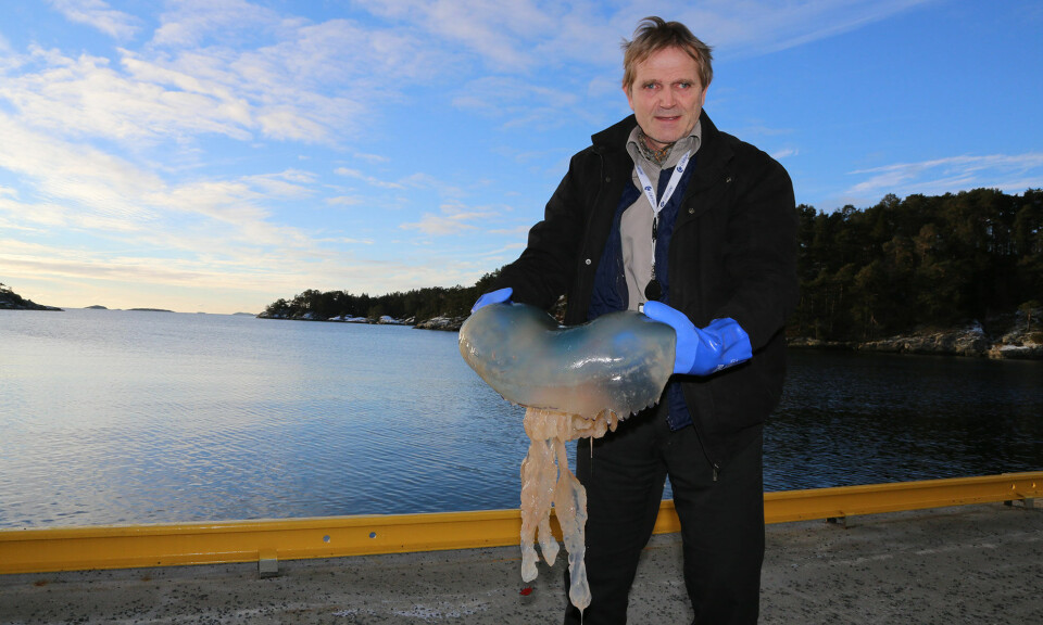 Lungemanet brakt til Flødevigen, etter at en fisker fikk den i trålen. Anders Jelmert holder maneten på 11 kg.