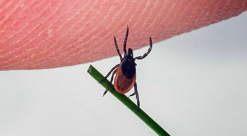 Lanserer app for å gjenkjenne borreliose