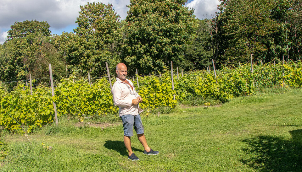 På Skudeneset gaard, like ved bredden av Søgneelva, har vinbonde Erik Lindås 2.000 vinstokker På Skudeneset gaard, like ved bredden av Søgneelva, har vinbonde Erik Lindås 2.000 vinstokker