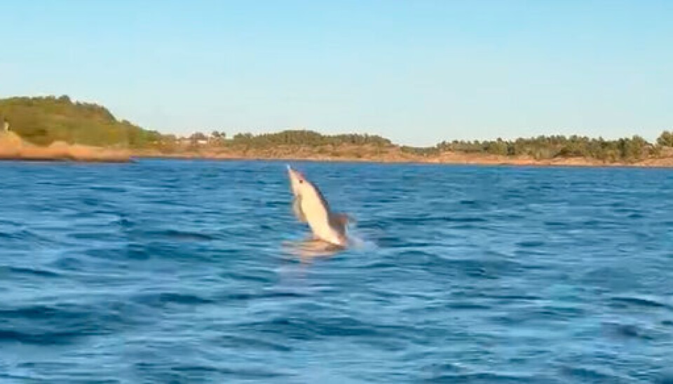Torvefjorden onsdag kveld.