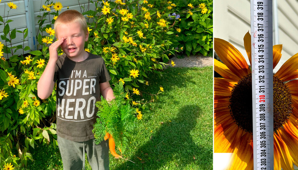 Julian (5,5) vant konkurransen om Søgnes høyeste solsikke i regi av biblioteket på Tangvall.