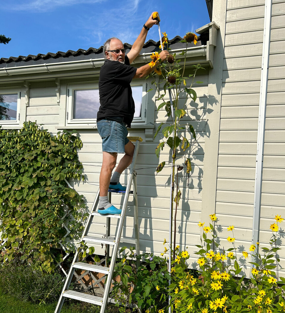 Bestefar Magne Lorentzen måler vinnersolsikka ved husveggen.
