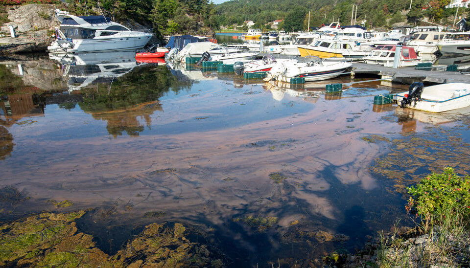 Bildet er fra båthavna på Oftenes i Søgne søndag formiddag.