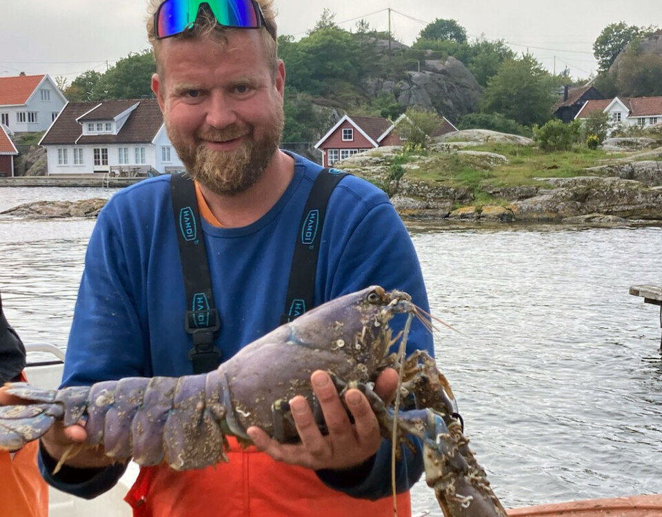 Alexander Severinsen med hummeren han dro opp med garn lørdag.
