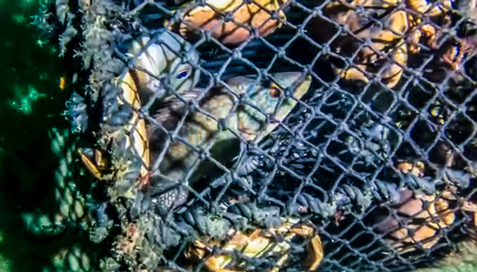 Slik kan et spøkelsesredskap fylles opp av fisk, krabber og hummer når en teiner står å fisker i lang tid.