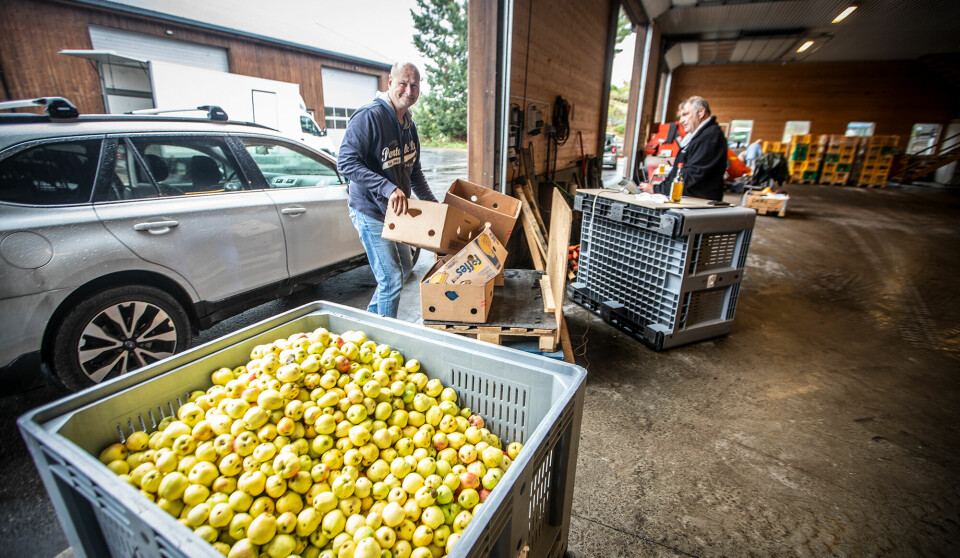 Olaf Thomassen leverte 85 kilo epler fra Sangvik, og fikk igjen 68 flasker med eplemost til redusert pris.