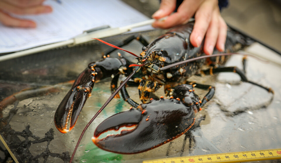 Flekkerøy hummer søker om fornyet konsesjon