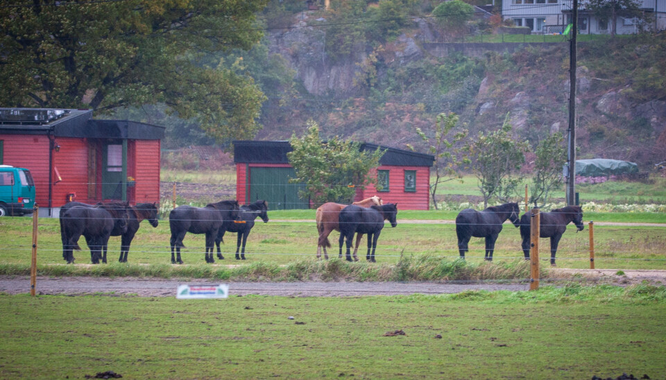 Hestene på Sangvik-jordene har snudd ryggen til høstværet.