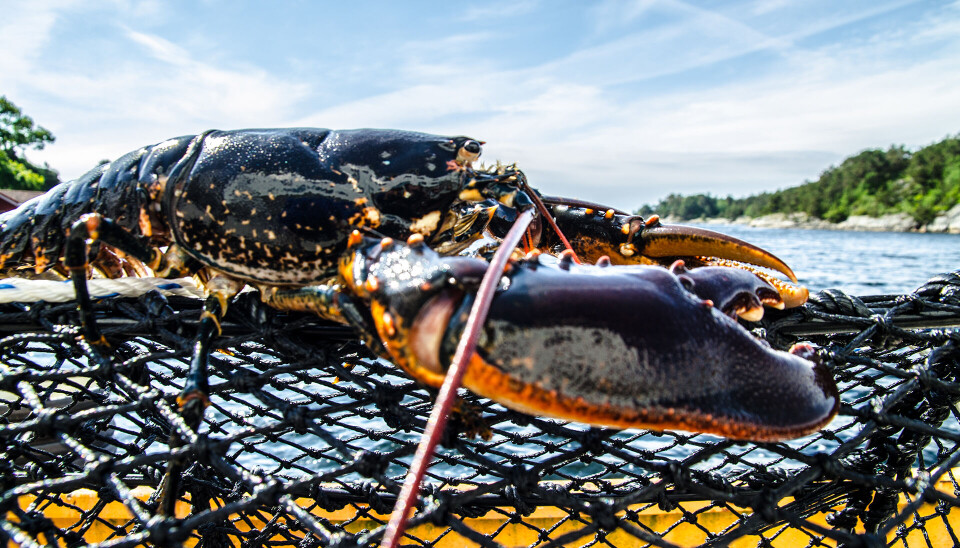 Ønsker innspill til nye hummerfredningsområder