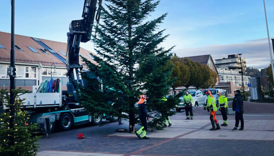 Årets juletre på plass
